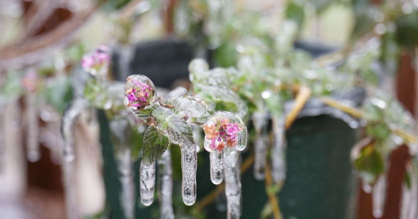 Frozen Blossoms