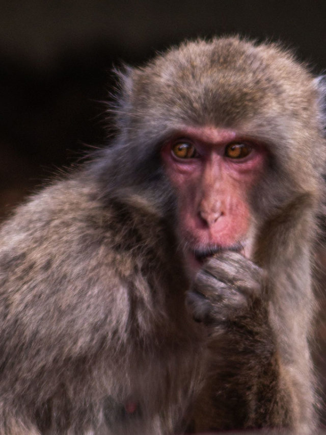 Another Monkey Uprising – This Time in Japan Story