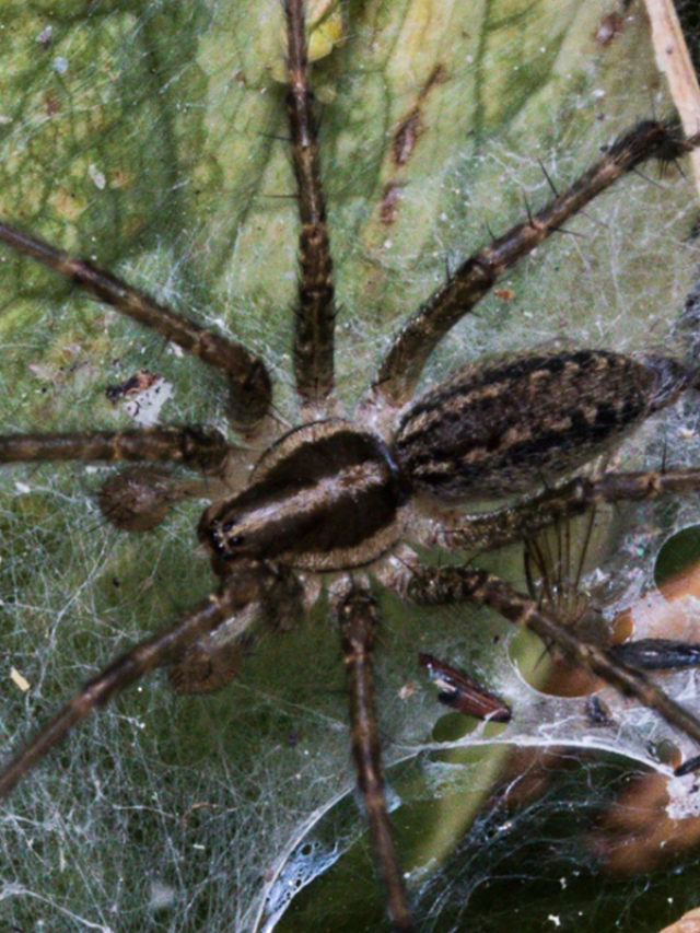 Scientists Reanimate Dead Spider and It’s As Creepy As it Sounds Story