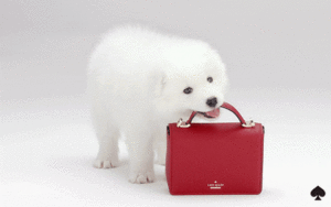 gif of dog carrying red handbag