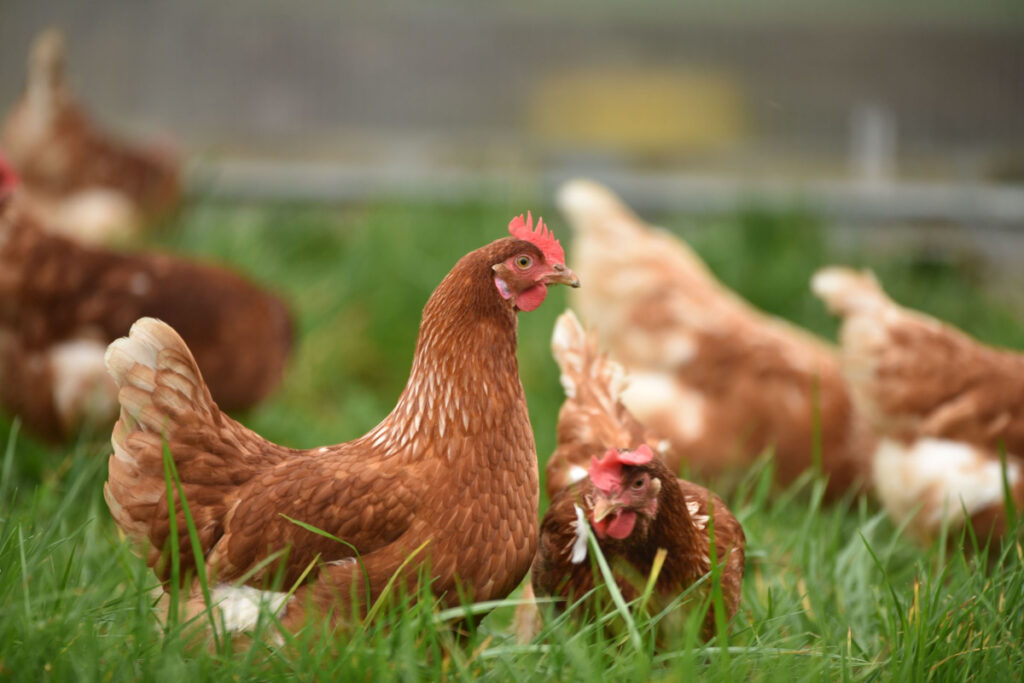 Chickens roam as bird flu grows
