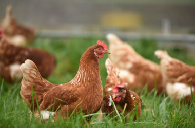 Chickens roam as bird flu grows