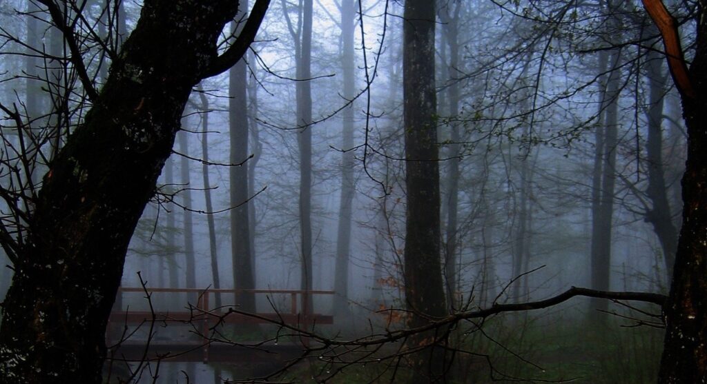 A creepy wooded scene